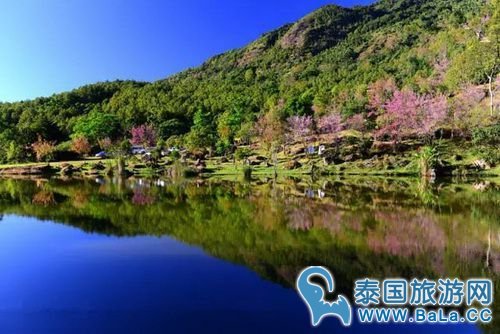 清迈樱花观赏攻略  没想到清迈还有这么美的地方