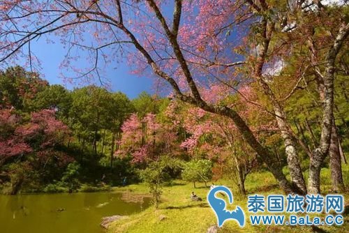 清迈樱花观赏攻略  没想到清迈还有这么美的地方