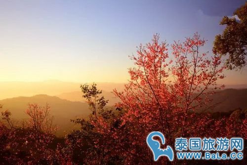 清迈樱花观赏攻略  没想到清迈还有这么美的地方