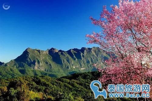 清迈樱花观赏攻略  没想到清迈还有这么美的地方