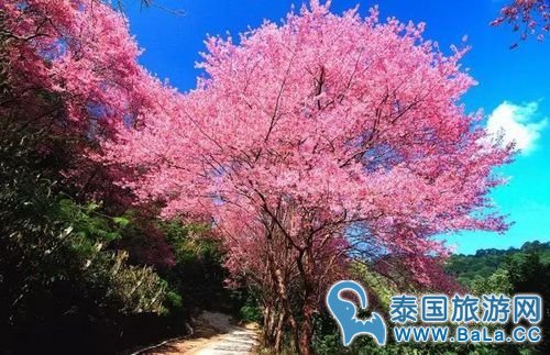 清迈樱花观赏攻略 没想到清迈还有这么美的地方