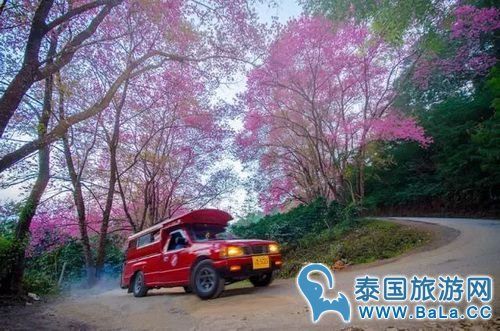 清迈樱花观赏攻略 没想到清迈还有这么美的地方