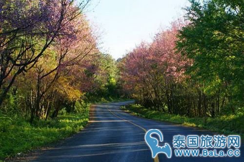 清迈樱花观赏攻略 没想到清迈还有这么美的地方