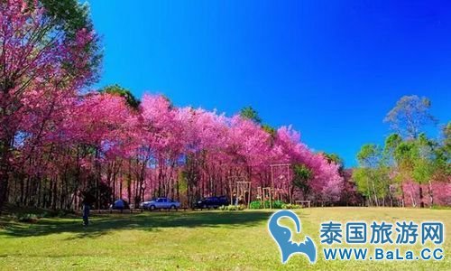 清迈樱花观赏攻略  没想到清迈还有这么美的地方