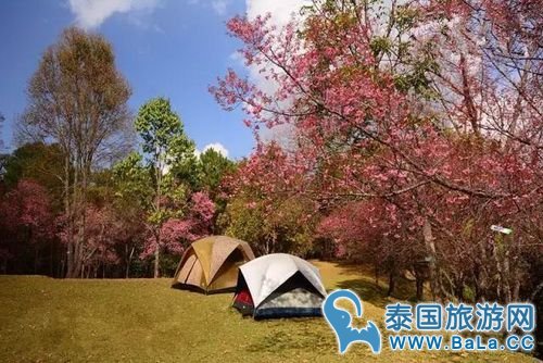 清迈樱花观赏攻略  没想到清迈还有这么美的地方
