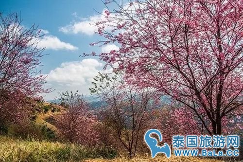 清迈樱花观赏攻略  没想到清迈还有这么美的地方