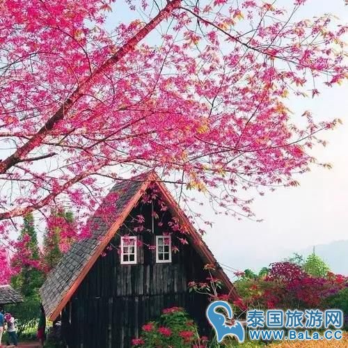 清迈樱花观赏攻略  没想到清迈还有这么美的地方