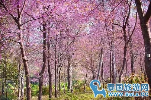 清迈樱花观赏攻略  没想到清迈还有这么美的地方