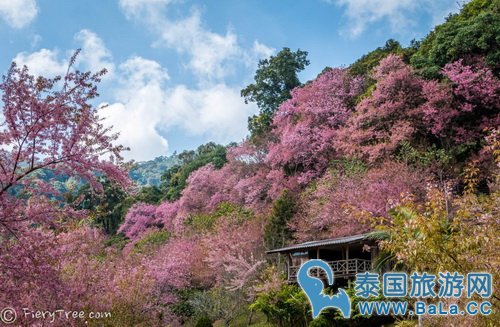 清迈樱花观赏攻略  没想到清迈还有这么美的地方
