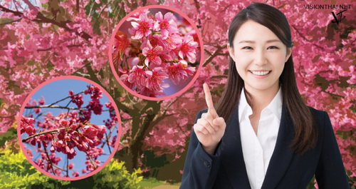 泰国清迈樱花品种是什么?泰国樱花和日本樱花有什么不同?
