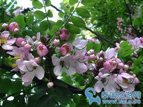 泰国清迈樱花品种是什么?泰国樱花和日本樱花有什么不同?
