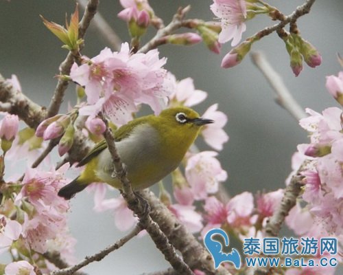 泰国清迈樱花品种是什么?泰国樱花和日本樱花有什么不同?
