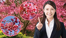 清迈樱花品种是什么？泰国樱花和日本樱花有什么不同？
