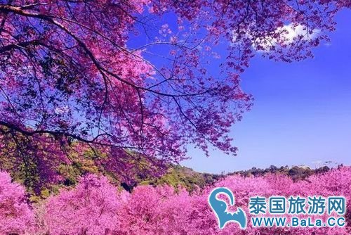 清迈1-12月天气气温怎么样?几月份去清迈最好?