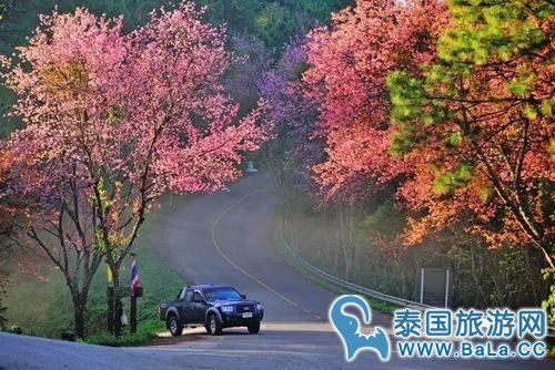 清迈1-12月天气气温怎么样?几月份去清迈最好?
