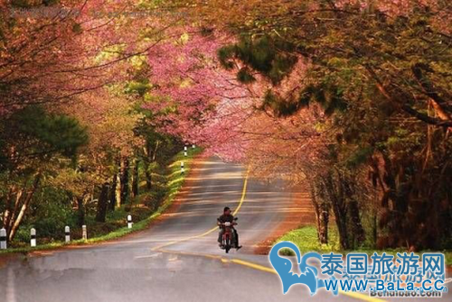 清迈1-12月天气气温怎么样?几月份去清迈最好?