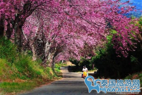 清迈1-12月天气气温怎么样?几月份去清迈最好?
