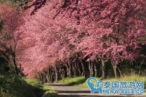 清迈1-12月天气气温怎么样?几月份去清迈最好?