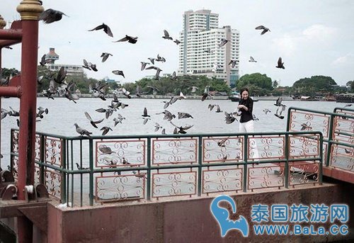 Aump布施祈福遭群鸟围攻沾鸟粪 网友大赞Aump太可爱