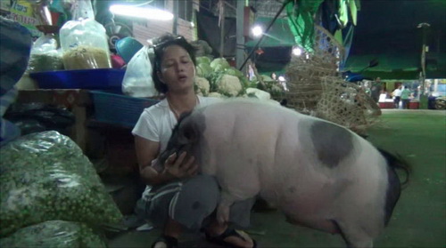 泰国宠物猪通人性陪主人摆摊  成菜市场开心果