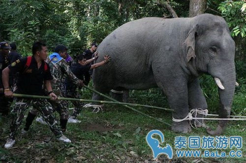 泰国500人诱捕野象送至公园 庄家被毁5个月得以解脱
