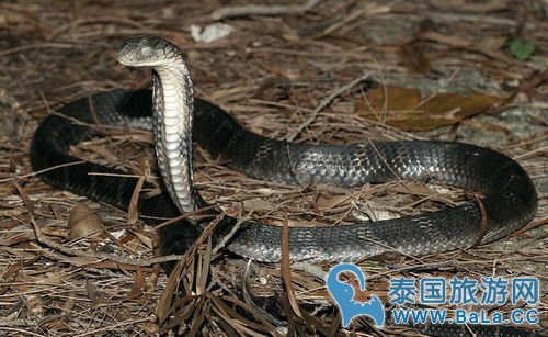 泰国蛇药解毒丹怎么样?价格和功效如何?