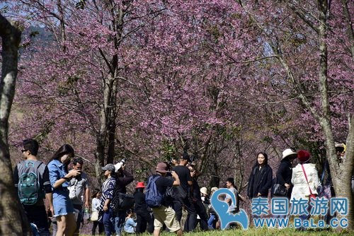 泰北黎府逾十万株樱花盛放 游客误错过赏樱花的好季节