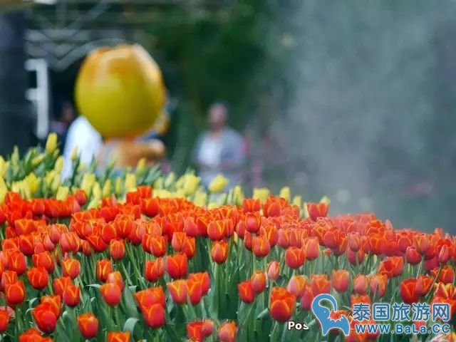 清迈鲜花节2月3日至5日 2万多株郁金香开放