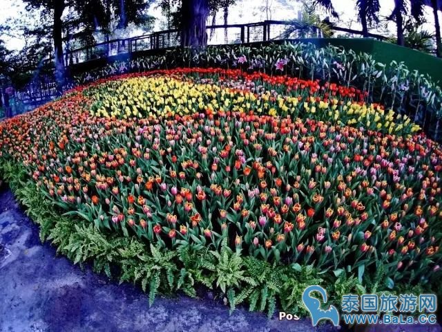 清迈鲜花节2月3日至5日 2万多株郁金香开放