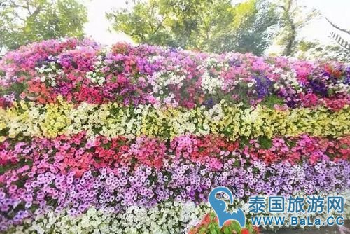 清迈鲜花节有什么活动？怎么玩最过瘾？