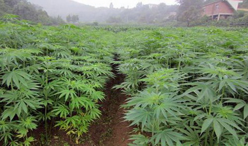 清迈等地或将推行大麻种植5年计划