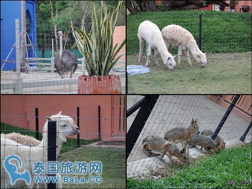 【华欣景点】七岩骆驼主题公园 浓浓的摩洛哥风情