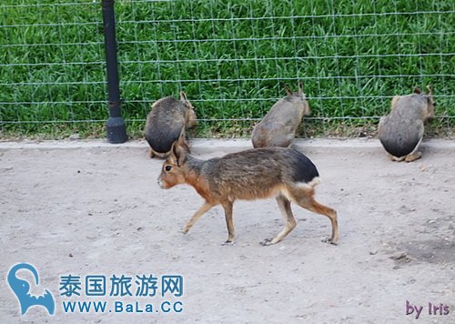 【华欣景点】七岩骆驼主题公园 浓浓的摩洛哥风情