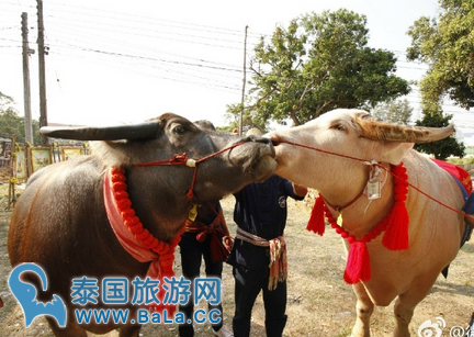泰国大城府情人节牛举行婚礼   这才是名副其实的牛郎！