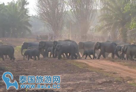 泰国尖竹汶府野象树林觅食地成新景点