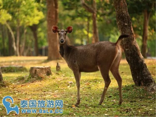 泰国宋干节怎么过2017？一起玩转不一样的宋干节！