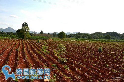 体验泰缅铁道火车之旅,桂河大桥、死亡铁道,缅怀当年盟军战俘辛酸血泪史
