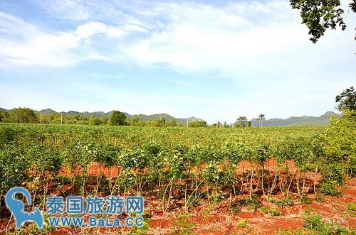 体验泰缅铁道火车之旅,桂河大桥、死亡铁道,缅怀当年盟军战俘辛酸血泪史