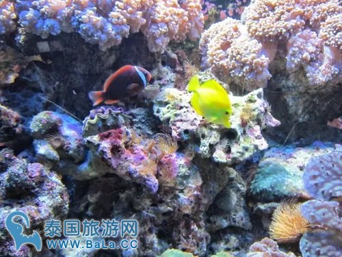 马来西亚最美海岛之一兰卡威 最令人神往的蓝海白沙
