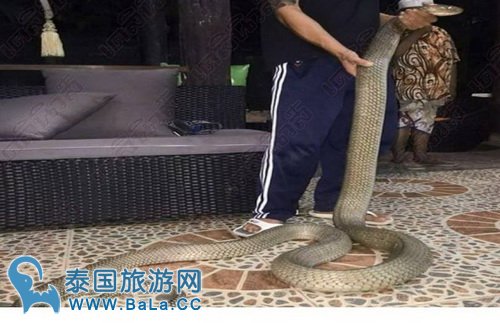 泰国酒店爬进5米多长眼镜王蛇 吓得游客连连尖叫