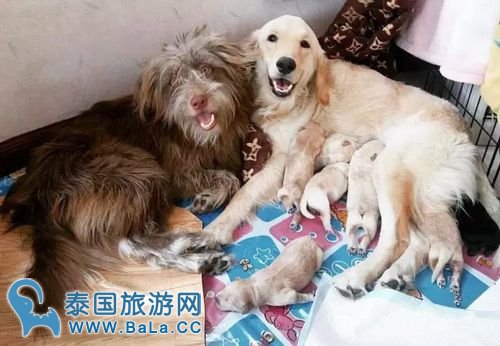 Nadech家的狗狗生啦!Whan 点名yaya等人给狗宝宝取名字