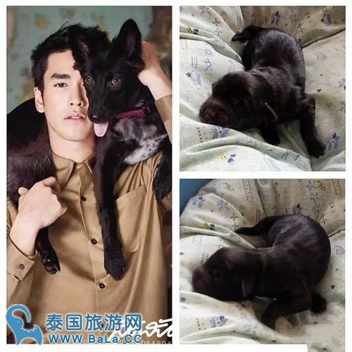 Nadech家的狗狗生啦！Whan 点名yaya等人给狗宝宝取名字