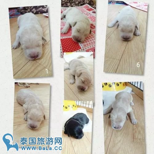 Nadech家的狗狗生啦!Whan 点名yaya等人给狗宝宝取名字