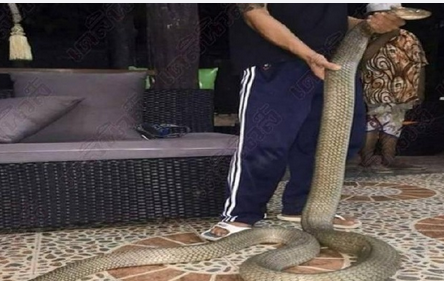 泰国甲米酒店大堂惊现30公斤眼镜王蛇
