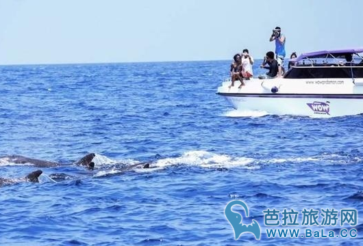 泰国斯米兰岛惊现短肢领航鲸   游客激动拍照