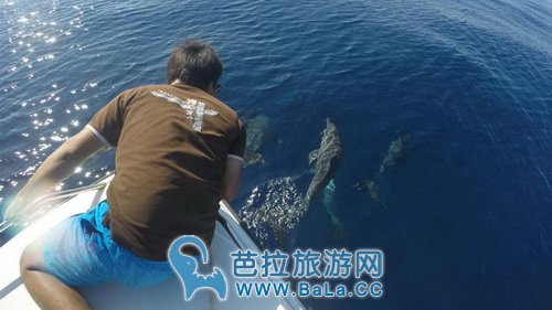 西米兰群岛又迎宽吻海豚群 游客又有福利啦