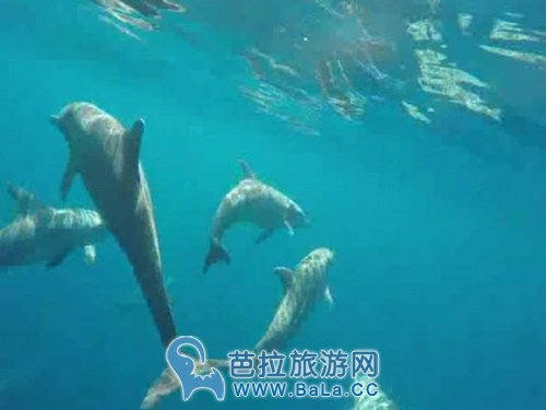 西米兰群岛又迎宽吻海豚群 游客又有福利啦