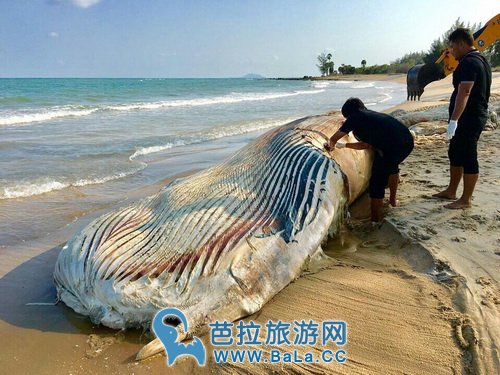 泰国湾70天现4头鲸鱼死亡 情况令人堪忧