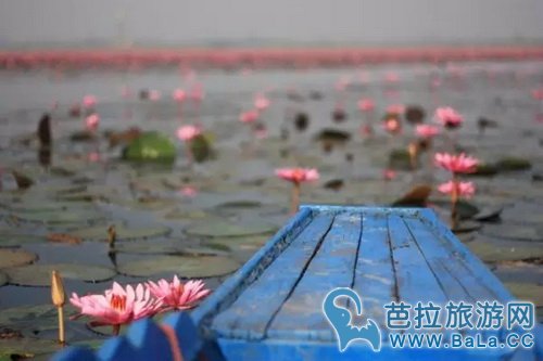 泰国乌隆他尼红莲什么时候开?泰国赏红莲攻略