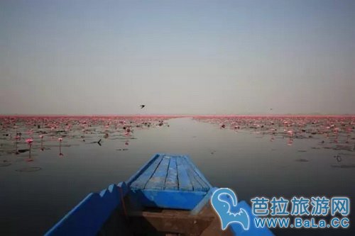 泰国乌隆他尼红莲什么时候开?泰国赏红莲攻略
